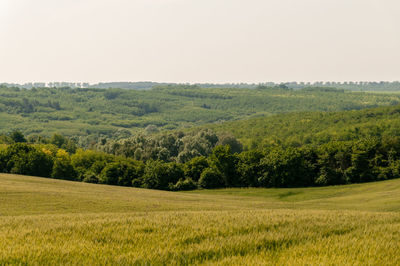 Scenic view of trees on field against clear sky