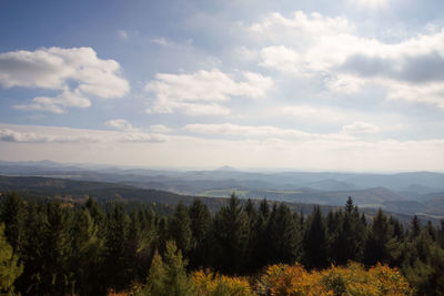 Scenic view of forest against sky