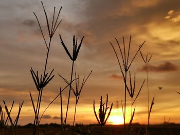 Close-up of silhouette plants on field against sunset sky