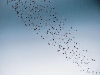 Low angle view of birds flying in sky