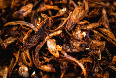 Close-up of dry leaves