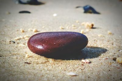 Close-up of crab on sand at beach