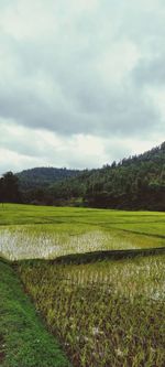 Scenic view of field against sky