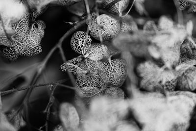 Close-up of wilted plant