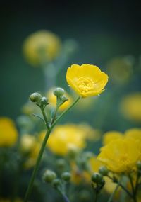 Close-up of yellow flowering plant