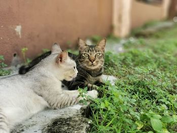 Portrait of a cat