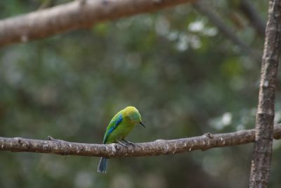 Bird perching on branch