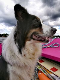 Close-up of dog against sky