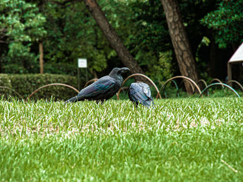 Bird perching on a field
