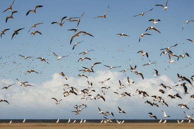 Birds on beach 