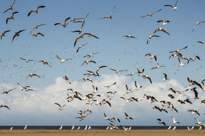 Flock of birds flying in the sky