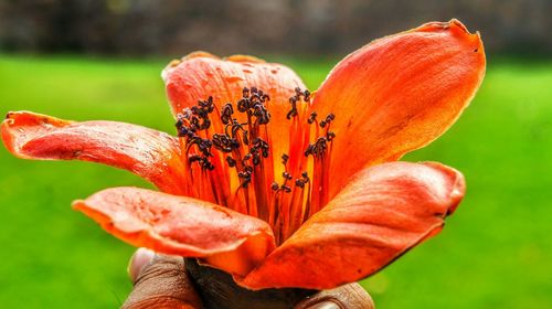 Cropped hand holding bombax ceiba flower