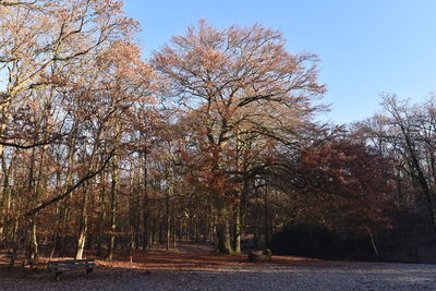 Trees against sky