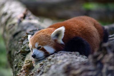 Close-up of a squirrel on rock