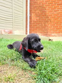 Black dog relaxing in yard