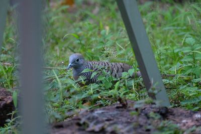 Bird perching on a field