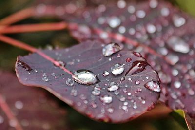 Close-up of water drops on leaves