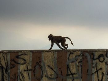 Cat on wall