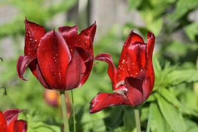 Close-up of red rose in park