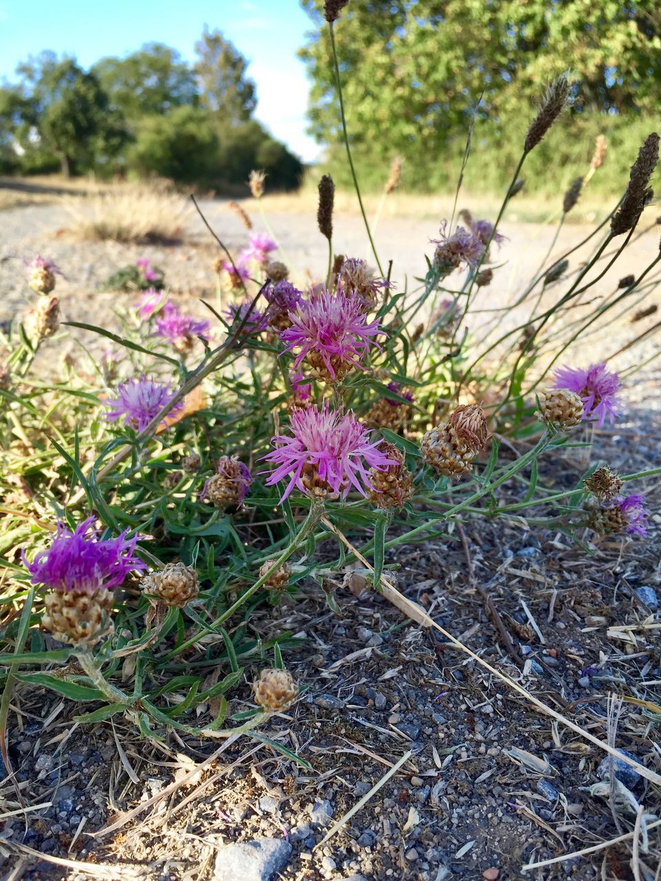 flower, growth, freshness, fragility, plant, purple, beauty in nature, nature, petal, blooming, focus on foreground, field, close-up, flower head, in bloom, stem, selective focus, outdoors, blossom, day