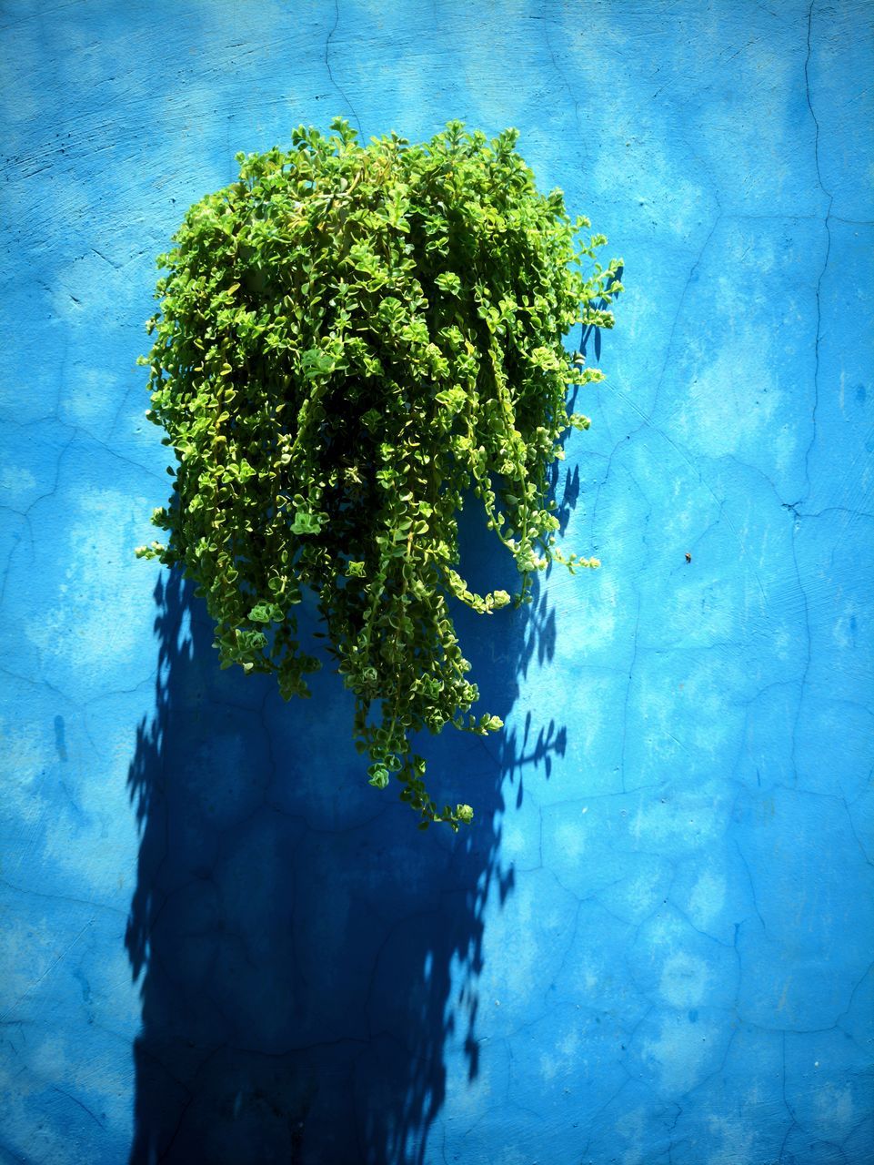 blue, reflection, green, plant, nature, no people, sunlight, tree, growth, outdoors, day, water, underwater, flower, painting