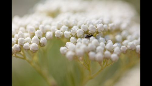 Close-up of flower on field