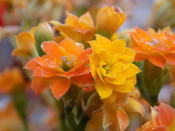 Close-up of orange flowering plant