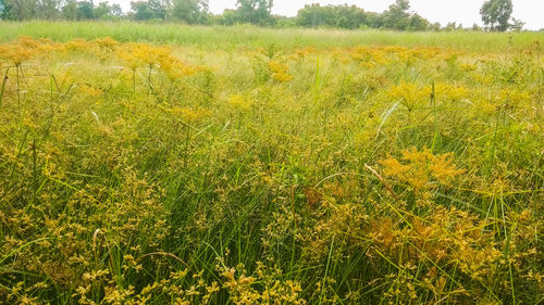 View of yellow flowering plants on field