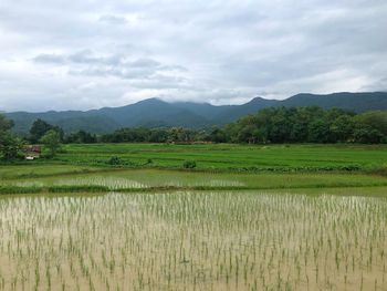 Scenic view of rice field against sky