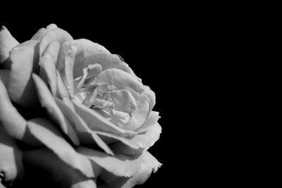 Close-up of flower against black background