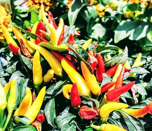 Close-up of flowers and leaves