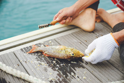 Spangled emperor caught by sea fishing on miyako island, okinawa japan, scaled at a fishing port