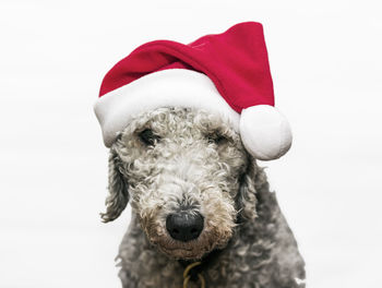 Close-up portrait of bedlington terrier wearing santa hat against white background