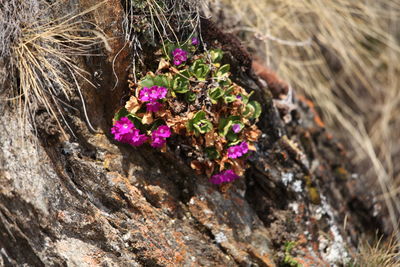 Close-up of pink flowering plants on rock