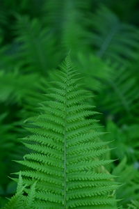 Close-up of green leaves