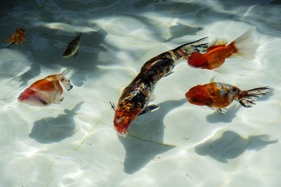 High angle view of fish swimming in sea