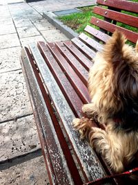 Dog resting on footpath