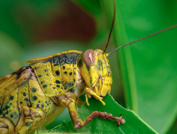 Close-up of insect on leaf