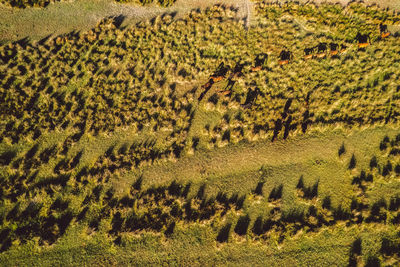 High angle view of plants growing on field