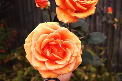 Close-up of orange rose blooming outdoors