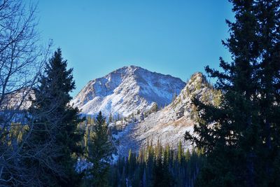 Panoramic view of pine trees and mountains against clear blue sky
