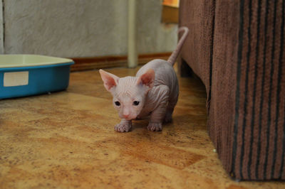 Portrait of pink sphynx kitten near the cat toilet