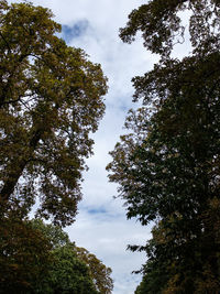 Low angle view of trees against sky