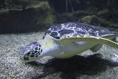 Close-up of turtle swimming in aquarium
