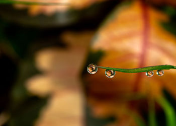 Close-up of water drops on plant