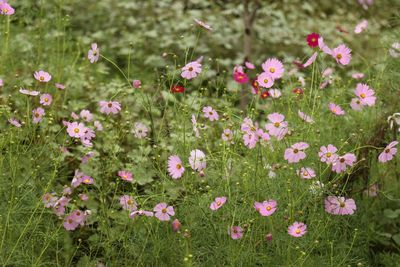 Close-up of pink flowering plants on field