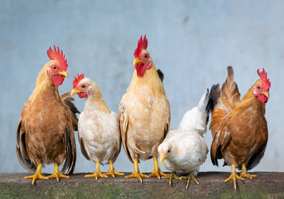 Very nice view of the chickens lining up