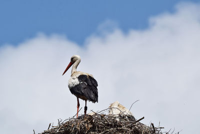 Low angle view of bird perching on nest against sky