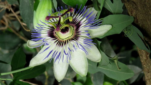 Close-up of passion flower blooming outdoors