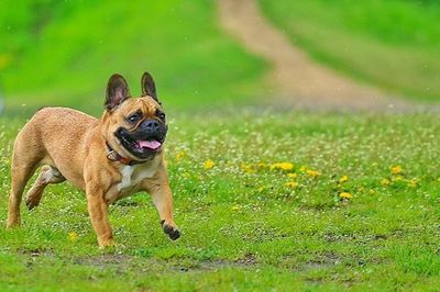 Dog standing on grassy field